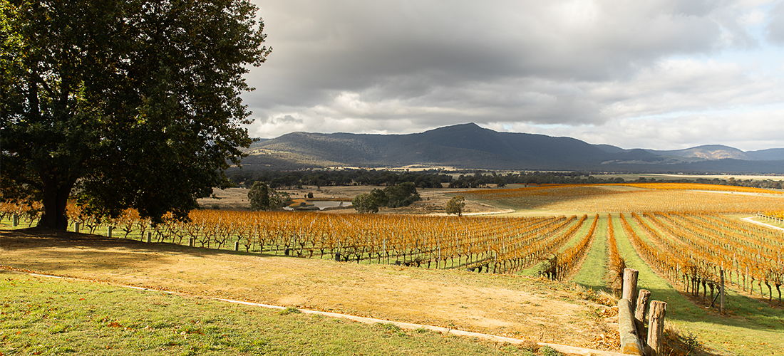 Mount Langi Ghiran vines